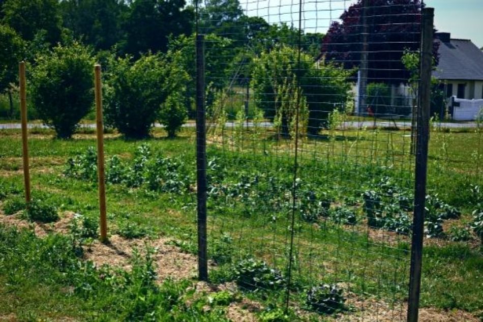 Potager_MFR_Messac