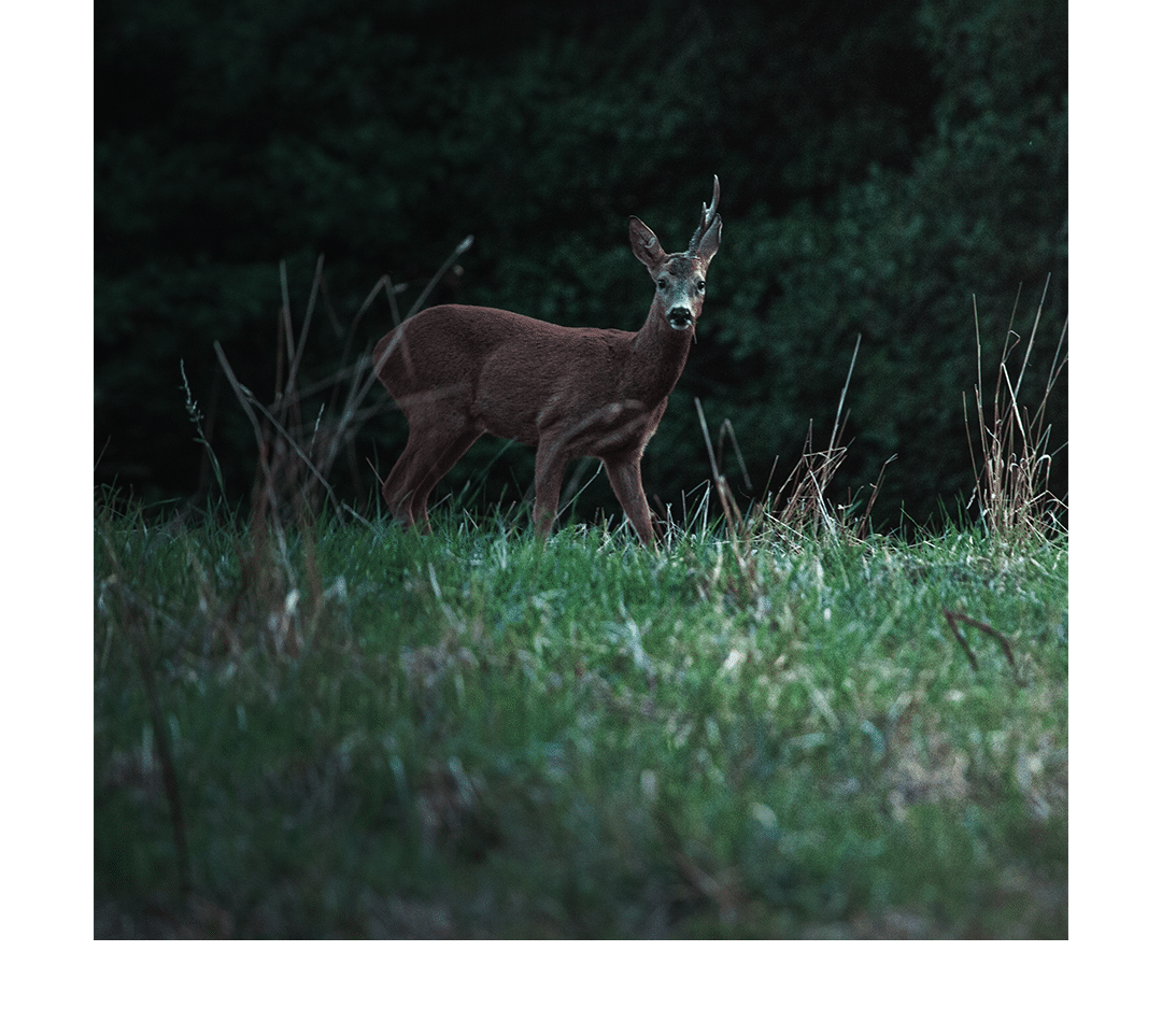 Observation de faune sauvage